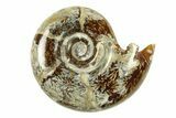 Polished, Sutured Ammonite (Eotetragonites?) Fossil - Madagascar #287599-1